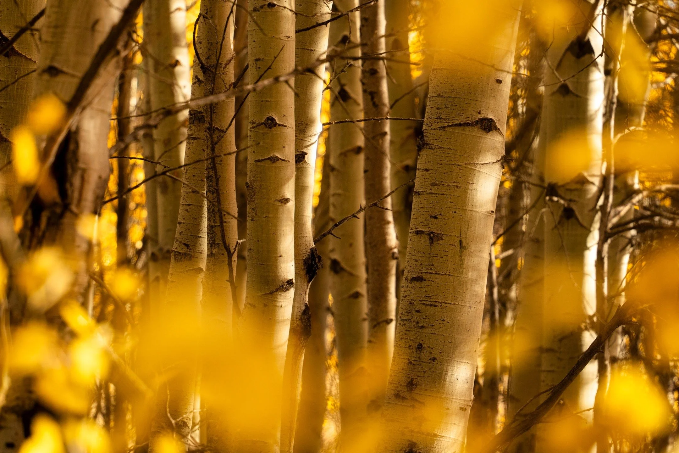 rest. there will be time to rest.
-
a #pnw #zen moment byWasim.com
-
and if you want more neato nature stuffs, find me on Bluesky, been spending a LOT more time posting photos there. no ads no zuckfuckery and superior control over what and who does (