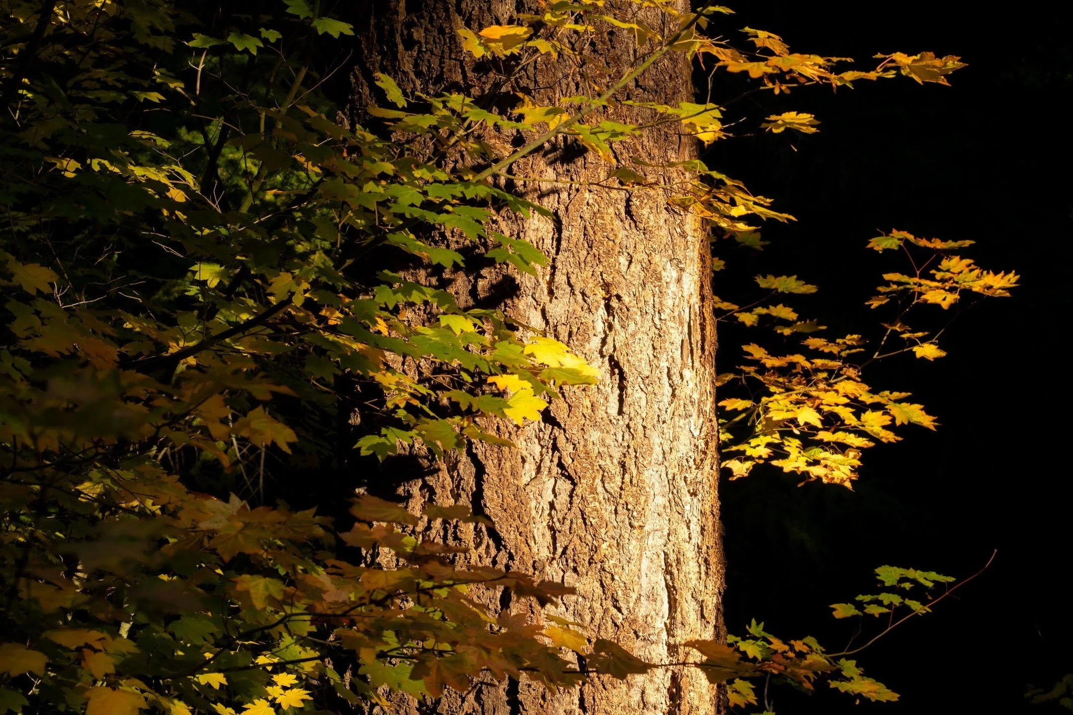 take a photo. it'll last longer.
-
a #pnw #zen moment byWasim.com
-
and if you want more neato nature stuffs, find me on Bluesky, been spending a LOT more time posting photos there. no ads no zuckfuckery and superior control over what and who does (a