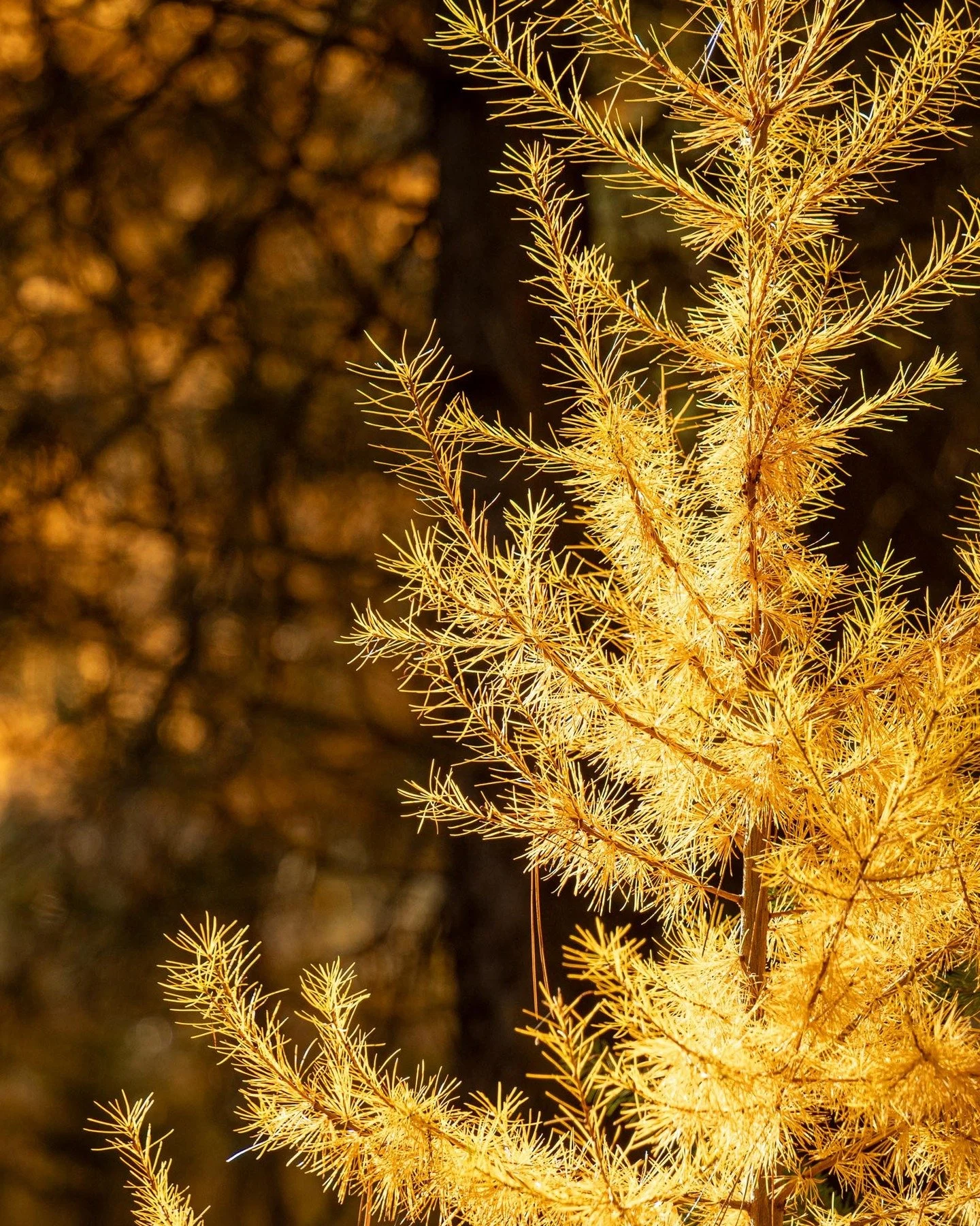 tell 'em larch march sentchya 
-
a #pnw #zen moment byWasim.com
-
and if you want more neato nature stuffs, find me on Bluesky, been spending a LOT more time posting photos there. no ads no zuckfuckery and superior control over what and who does (and