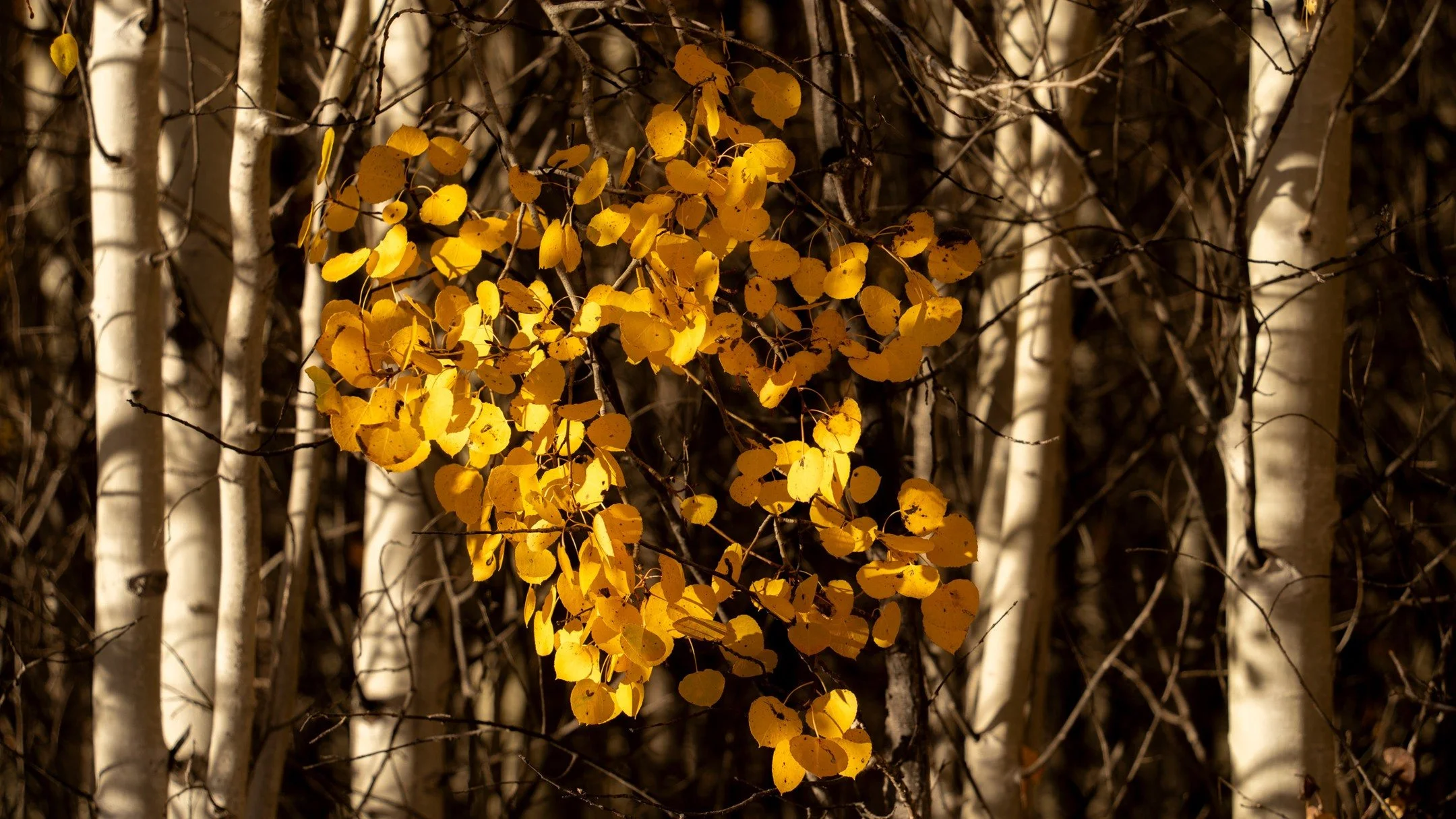 in a different light.
-
a #pnw #zen moment byWasim.com
-
and if you want more neato nature stuffs, find me on Bluesky, been spending a LOT more time posting photos there. no ads no zuckfuckery and superior control over what and who does (and doesn't)