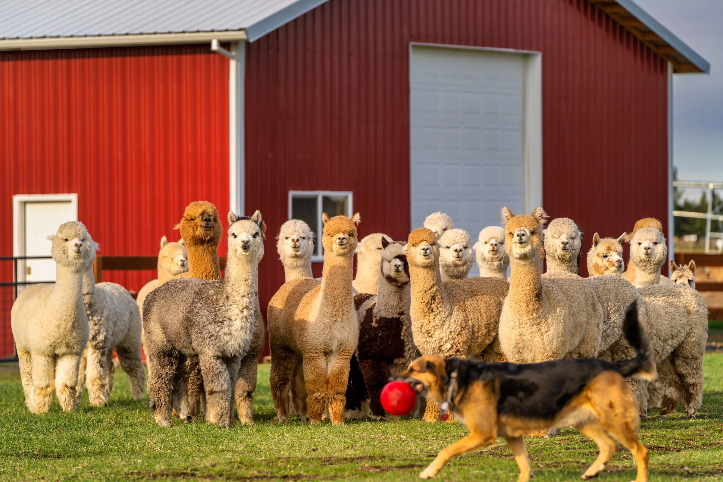 001_Pet photography_Alpaca Photograph_Photography by Wasim Muklashy.jpg
