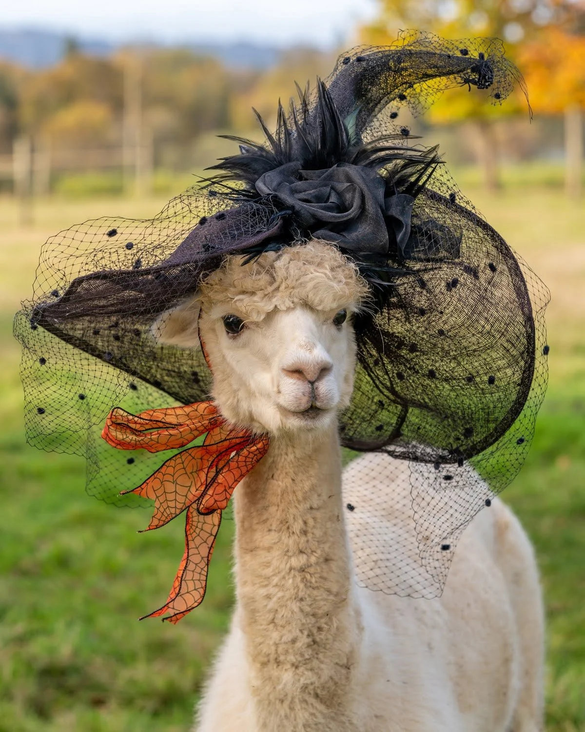 002_Animal Pet Photography by Wasim Muklashy_.jpg