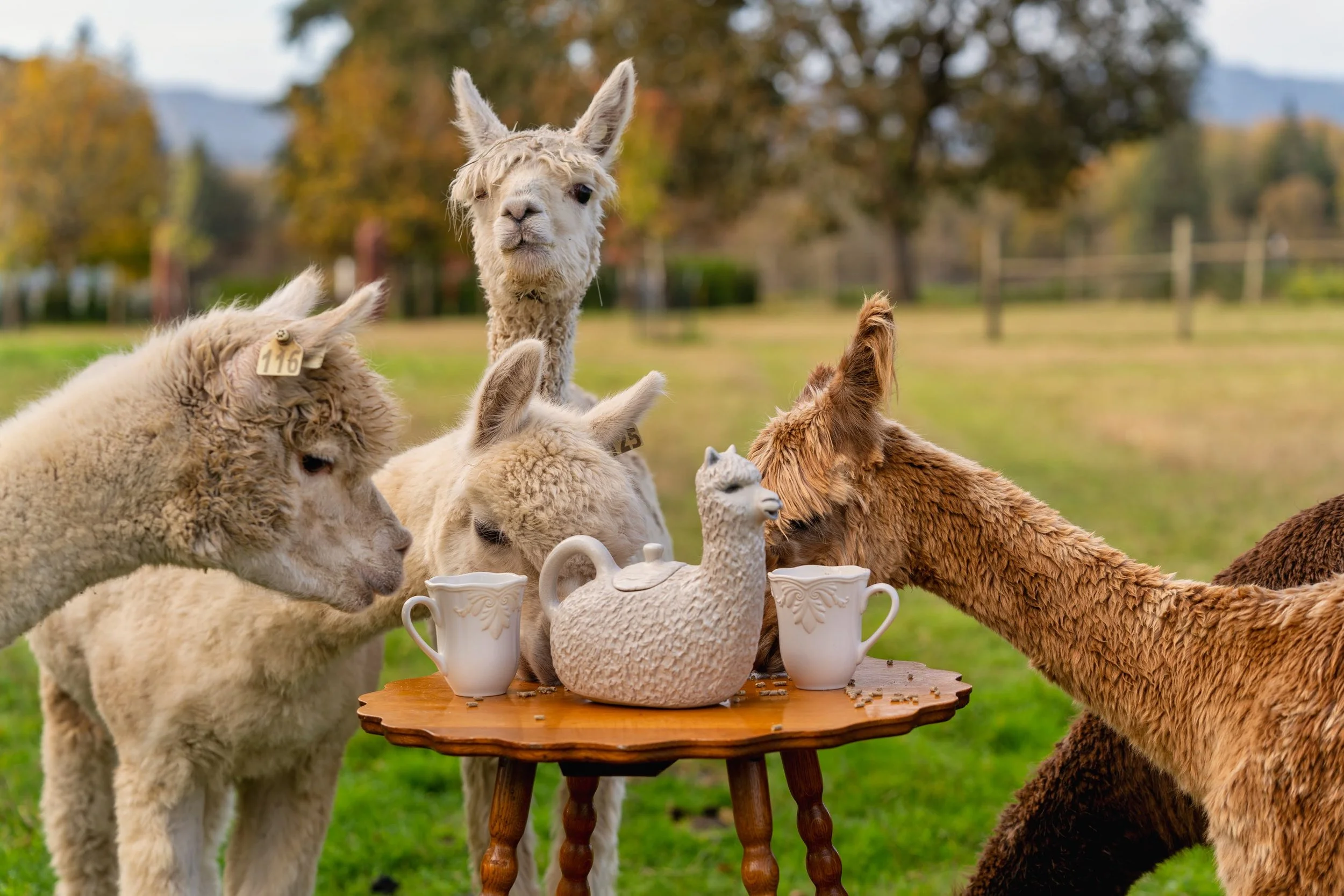 004_Pet photography_Alpaca Photograph_Photography by Wasim Muklashy.jpg