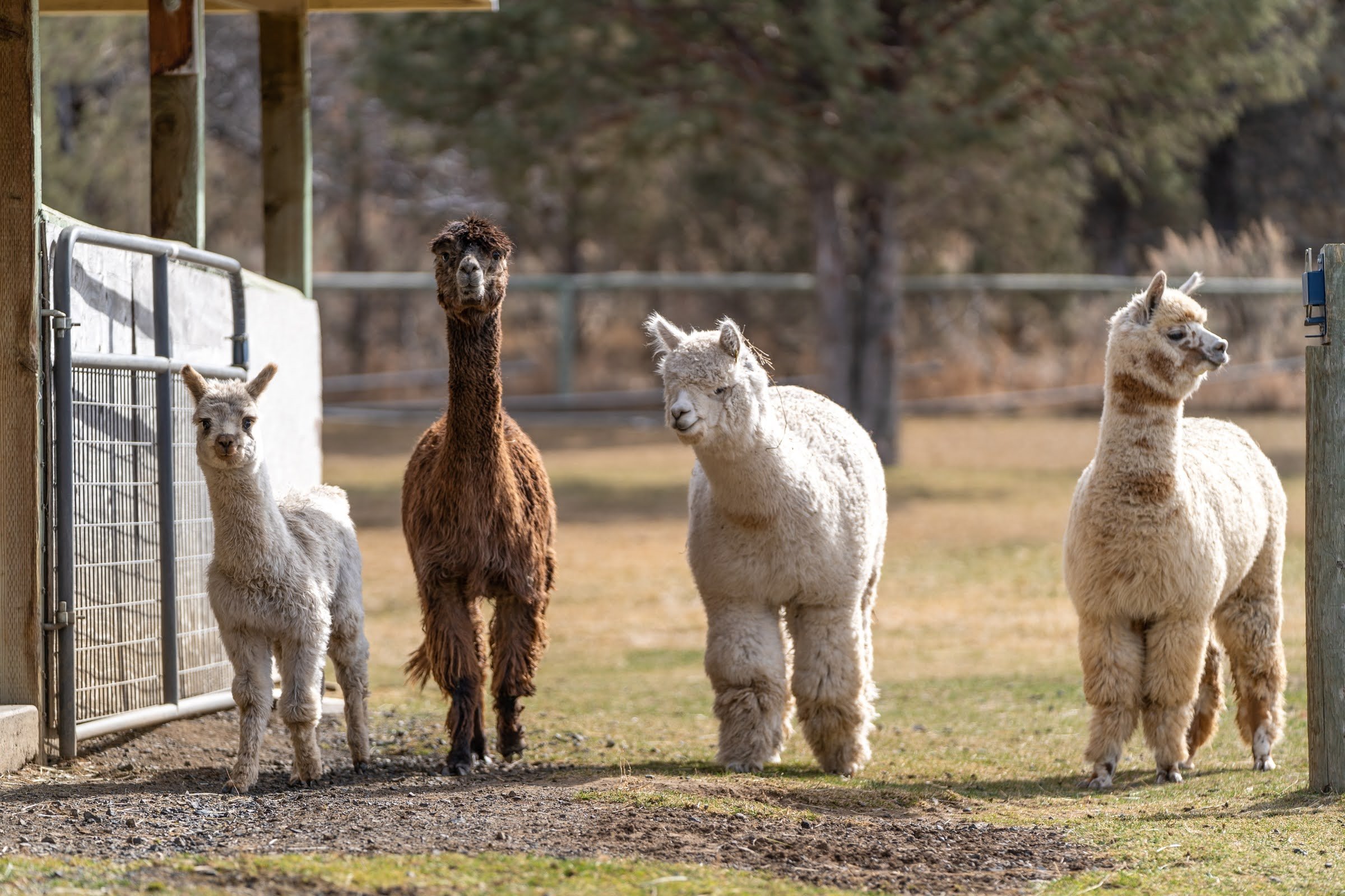 006_Pet photography_Alpaca Photograph_Photography by Wasim Muklashy.jpg