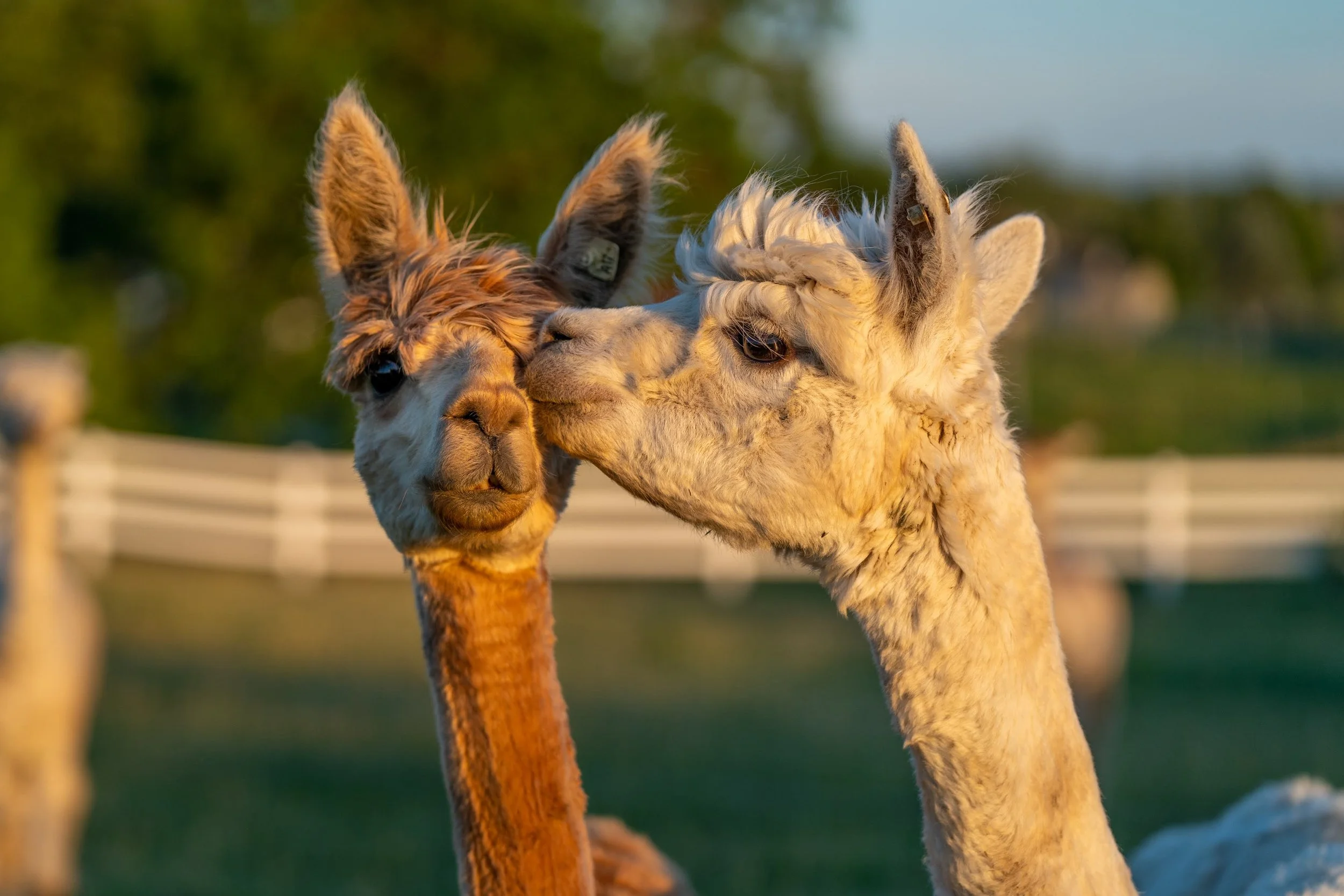 012_Animal Pet Photography by Wasim Muklashy_.jpg