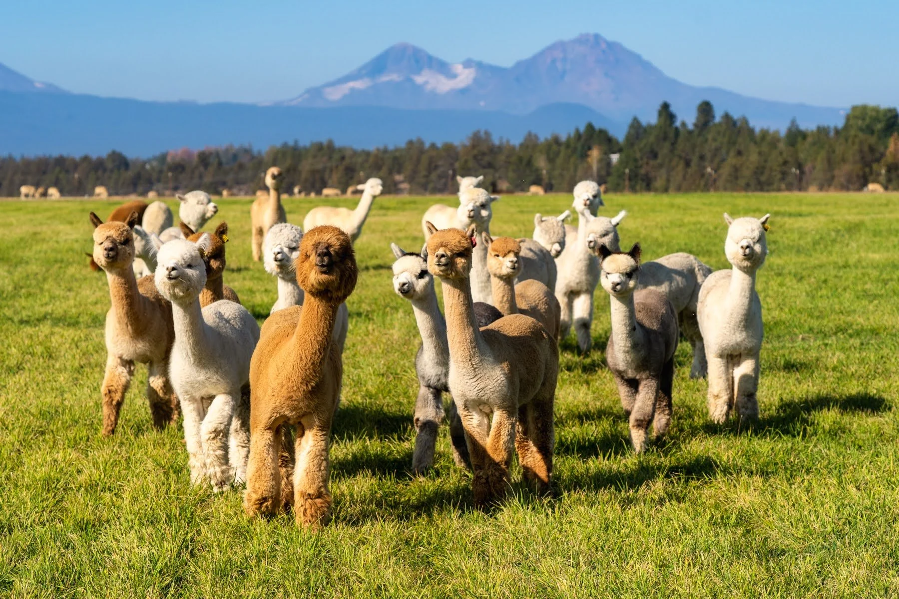 012_Pet photography_Alpaca Photograph_Photography by Wasim Muklashy.jpg