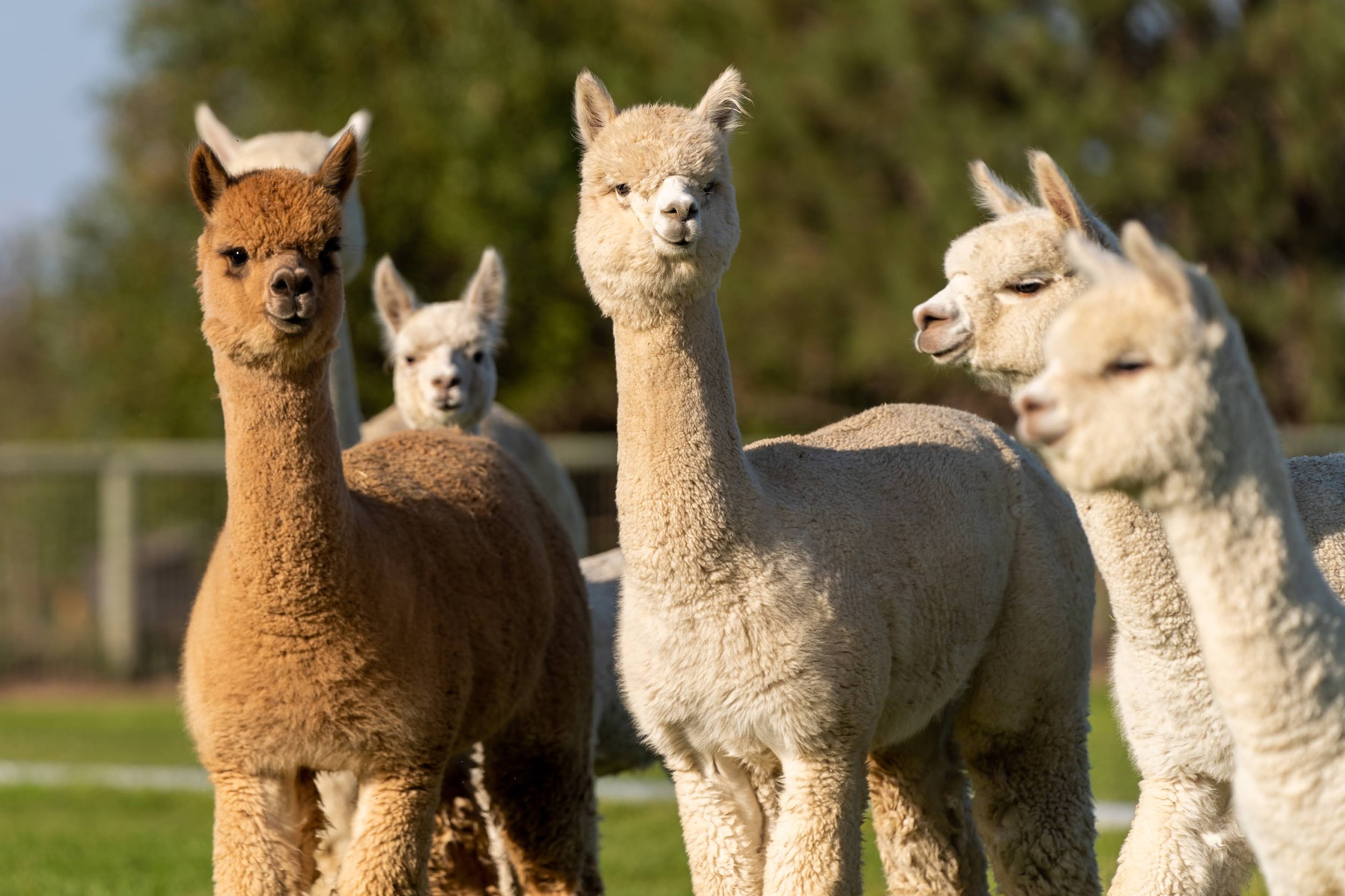 013_Animal Pet Photography by Wasim Muklashy_.jpg