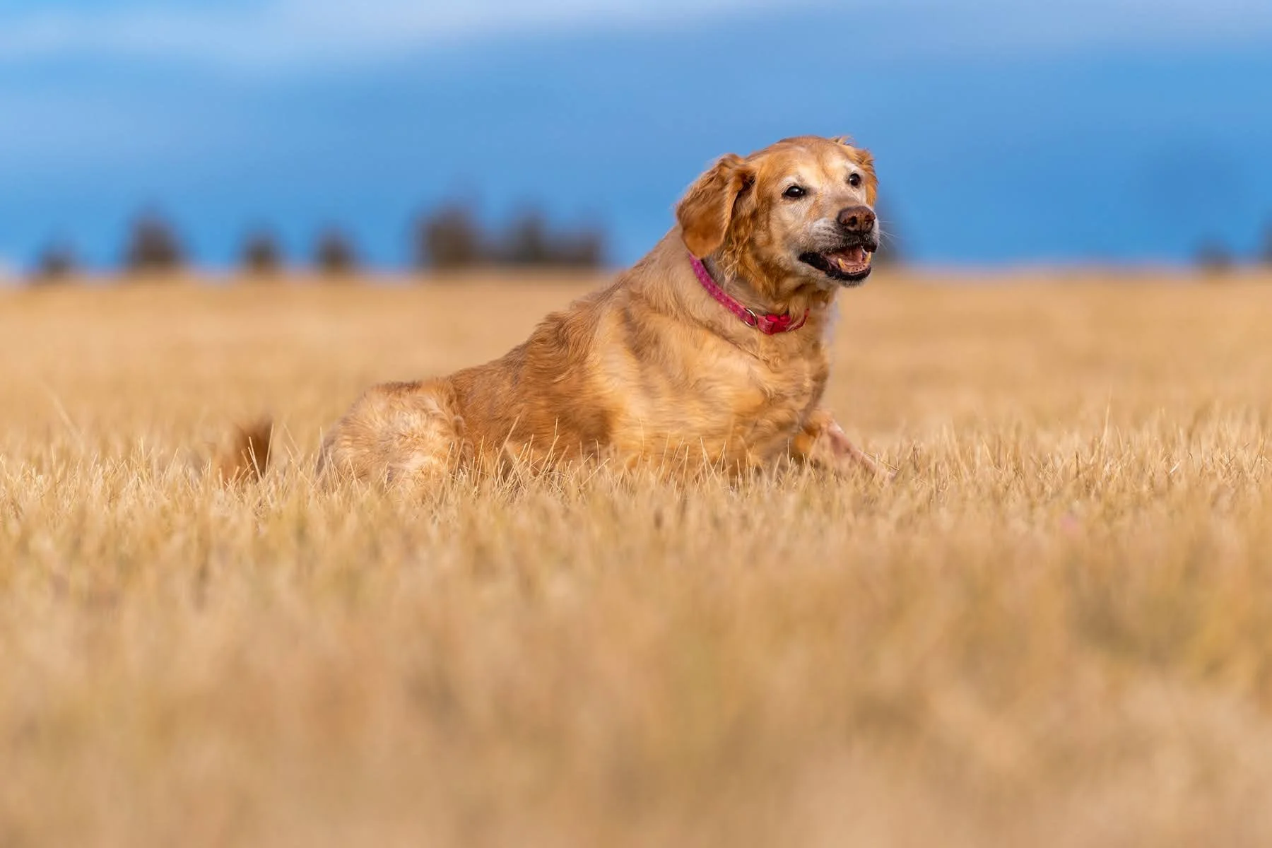 019_Animal Pet Photography by Wasim Muklashy_.jpg