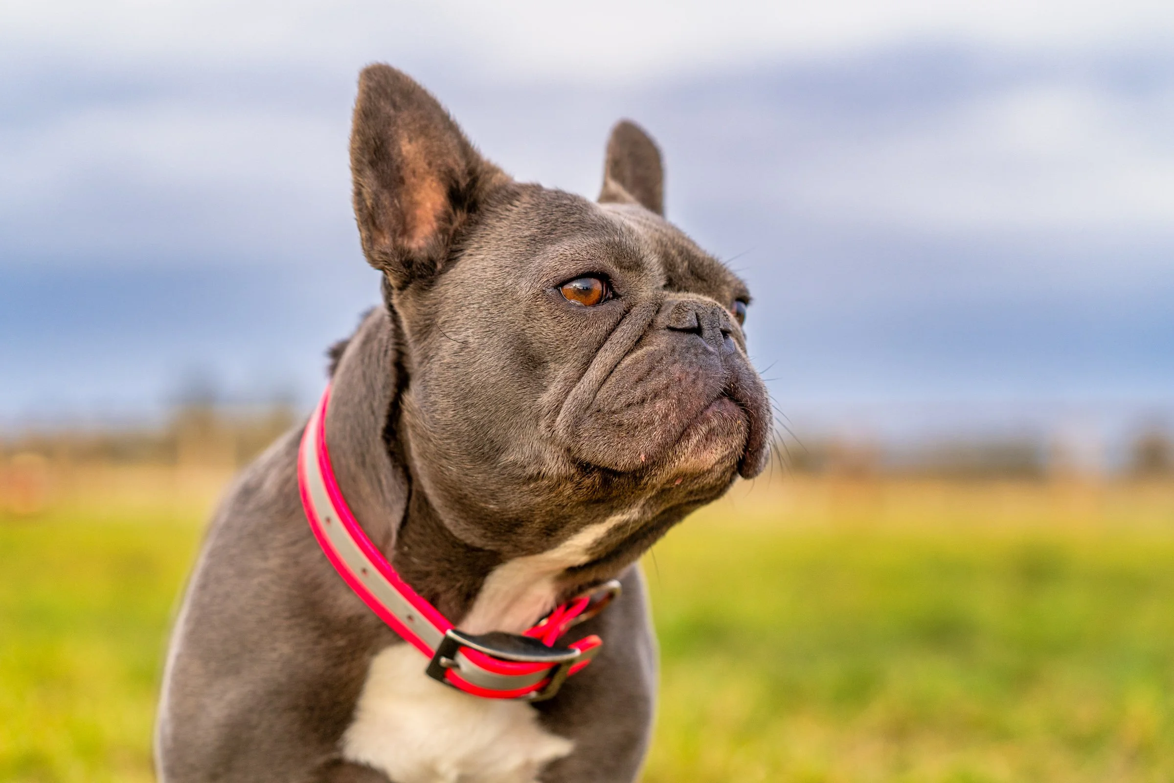 109_Pet Photography_Dogs Horses Fish_Photography by Wasim Muklashy_2400px_web.jpg