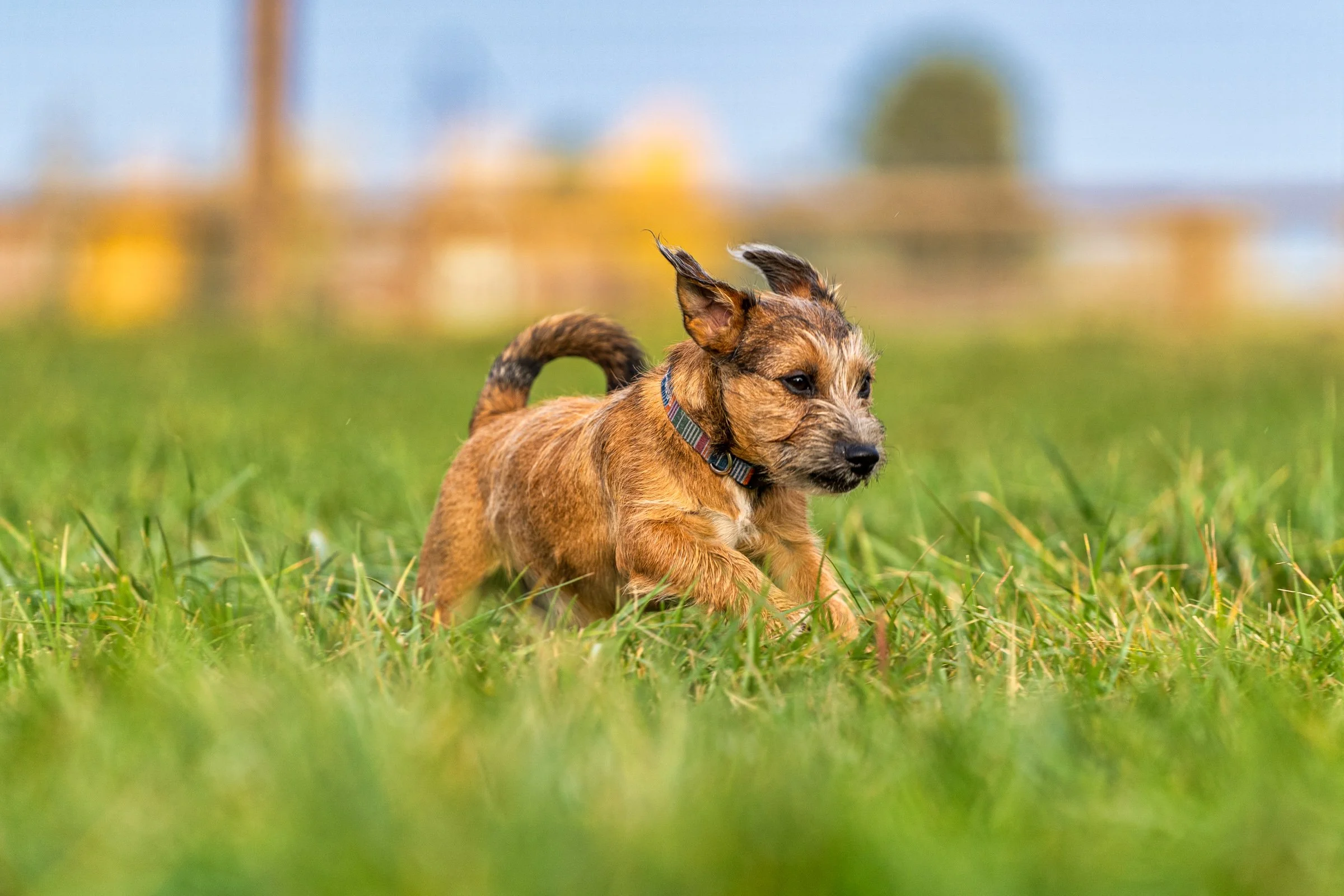 117_Pet Photography_Dogs Horses Fish_Photography by Wasim Muklashy_2400px_web.jpg