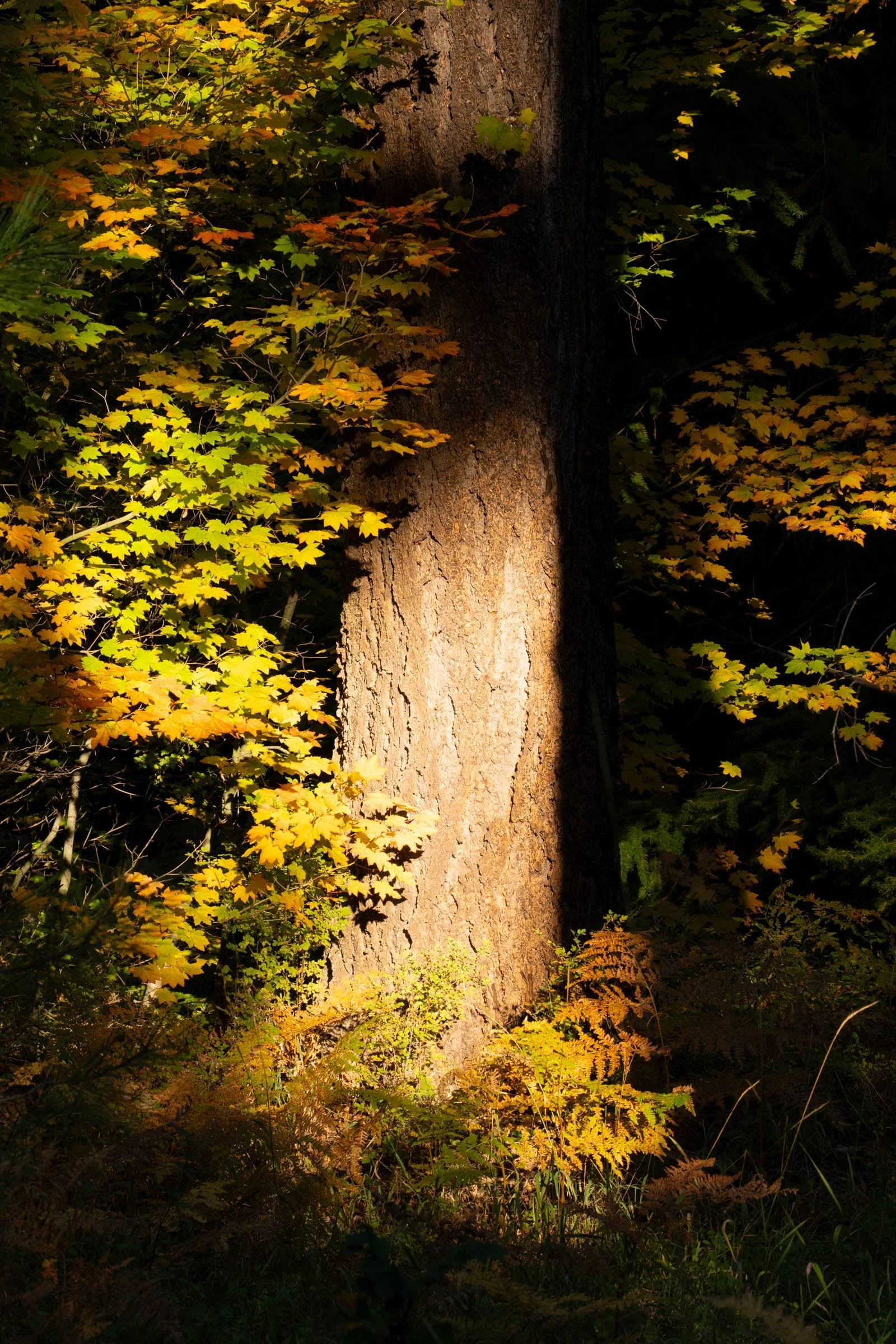 127_Fall Autumn 2025_Deschutes Land Trust_Metolius Preserve_Photography by Wasim Muklashy_2400ox-webres.jpg
