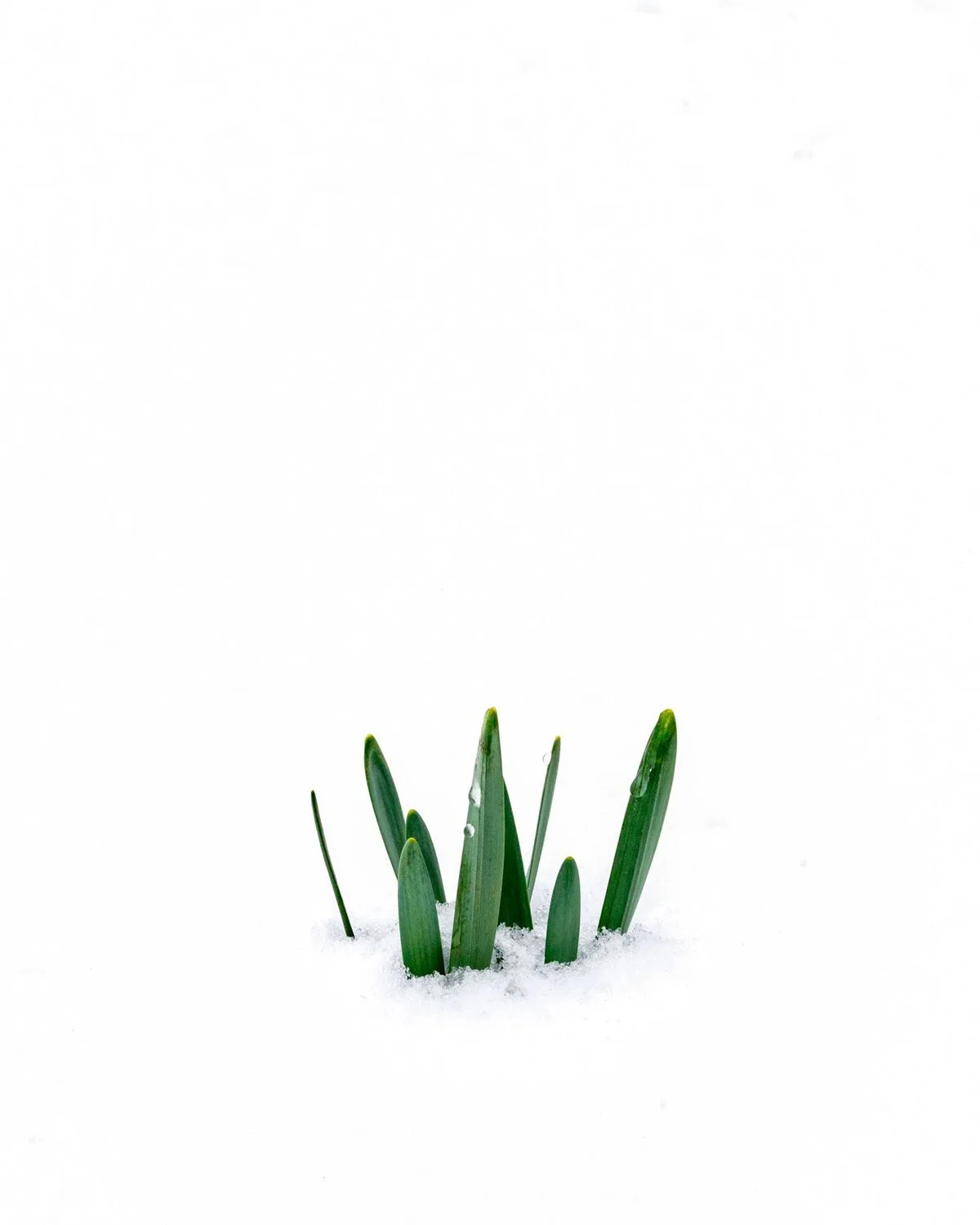 002_Garden Photography by Wasim Muklashy.jpg