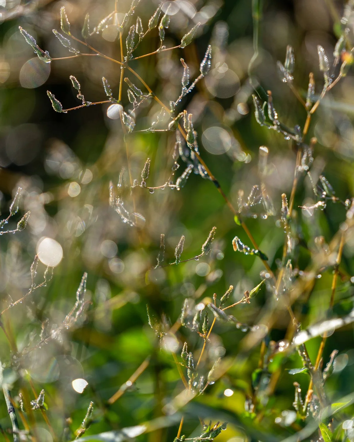 004_Garden Photography by Wasim Muklashy.jpg