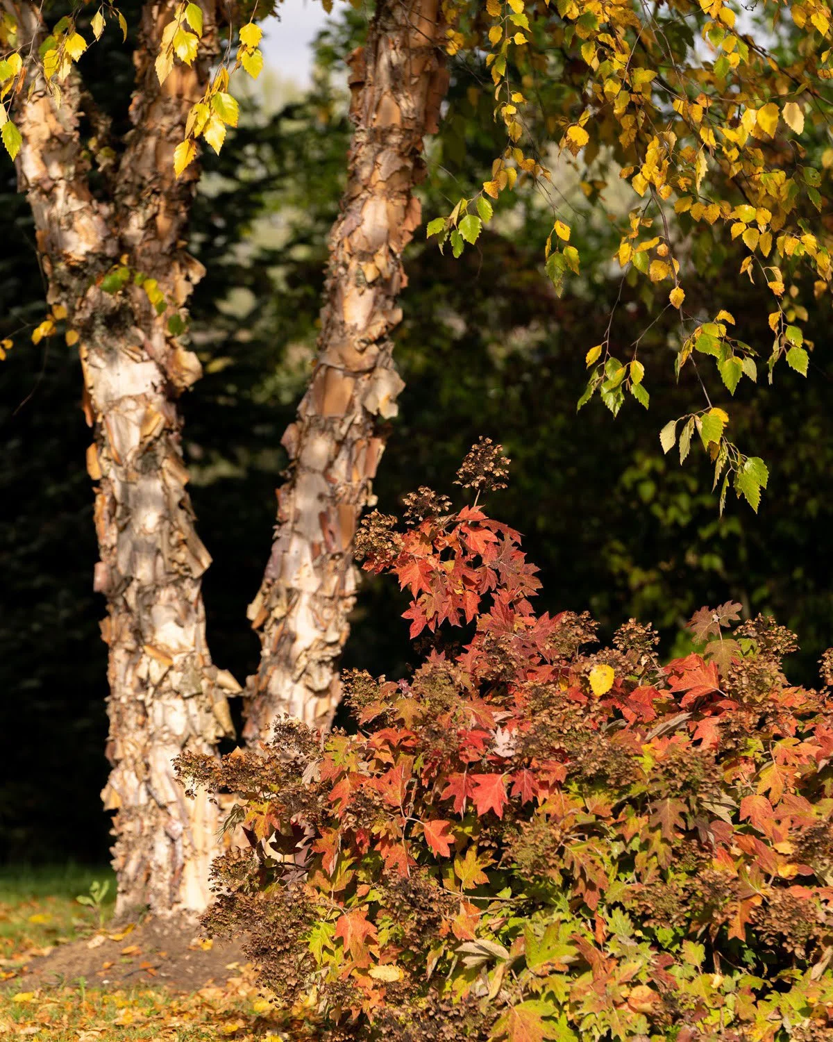 008_Garden Photography by Wasim Muklashy.jpg