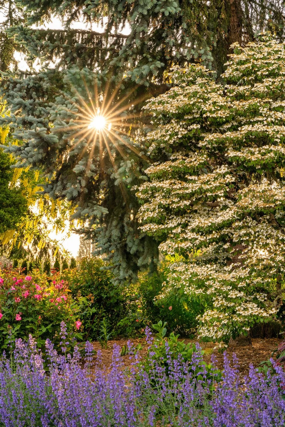 016_Garden Photography by Wasim Muklashy.jpg