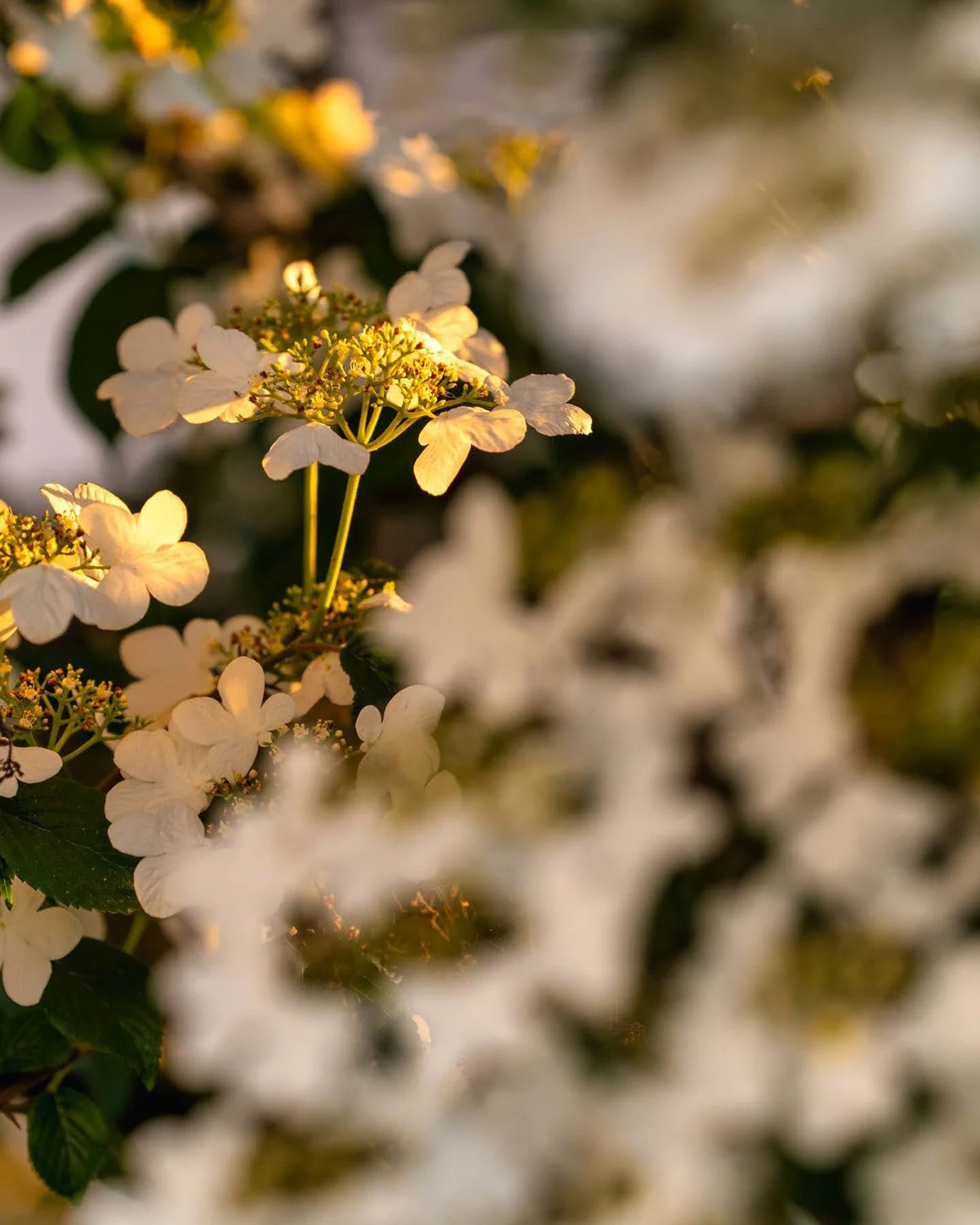 018_Garden Photography by Wasim Muklashy.jpg