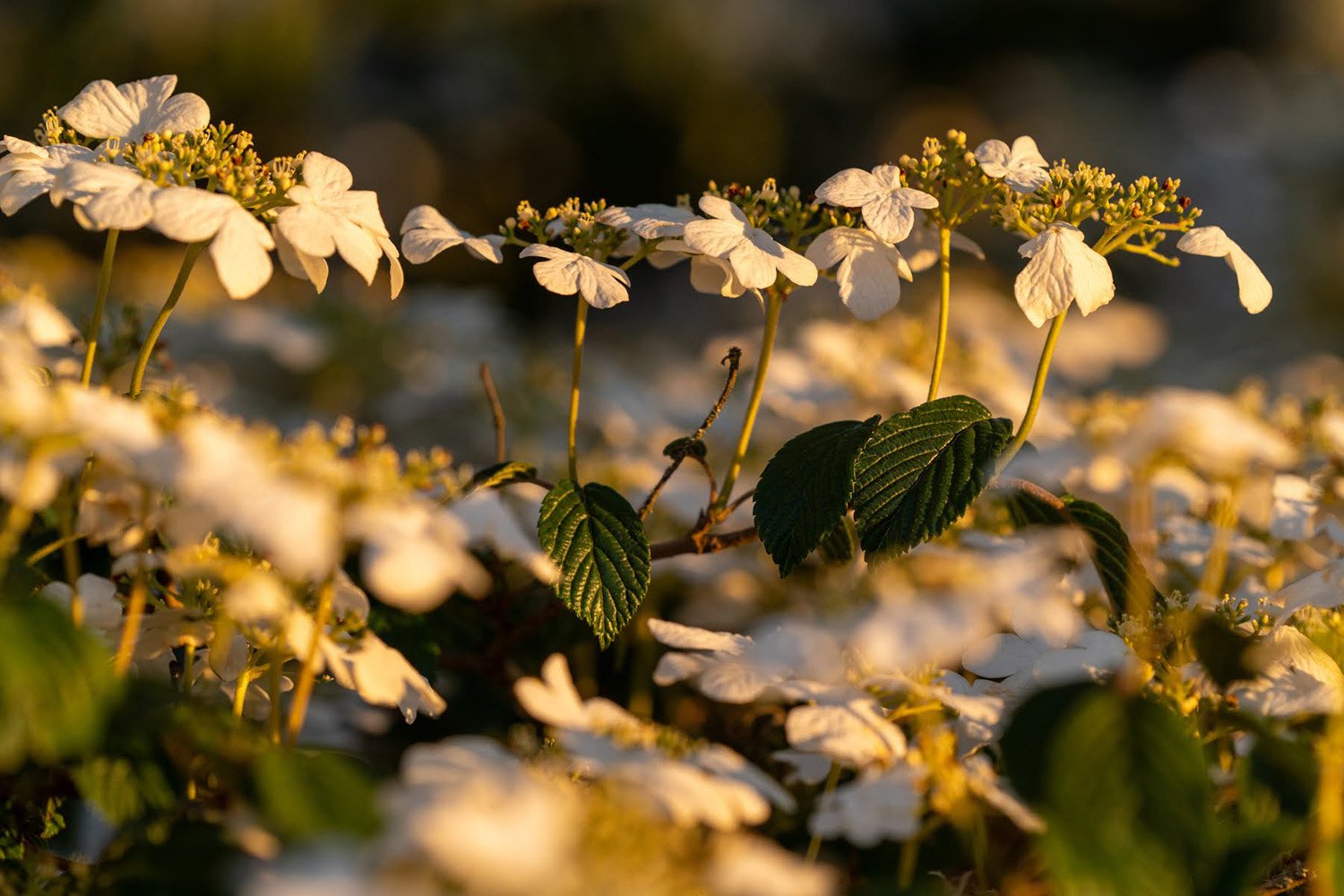 020_Garden Photography by Wasim Muklashy.jpg