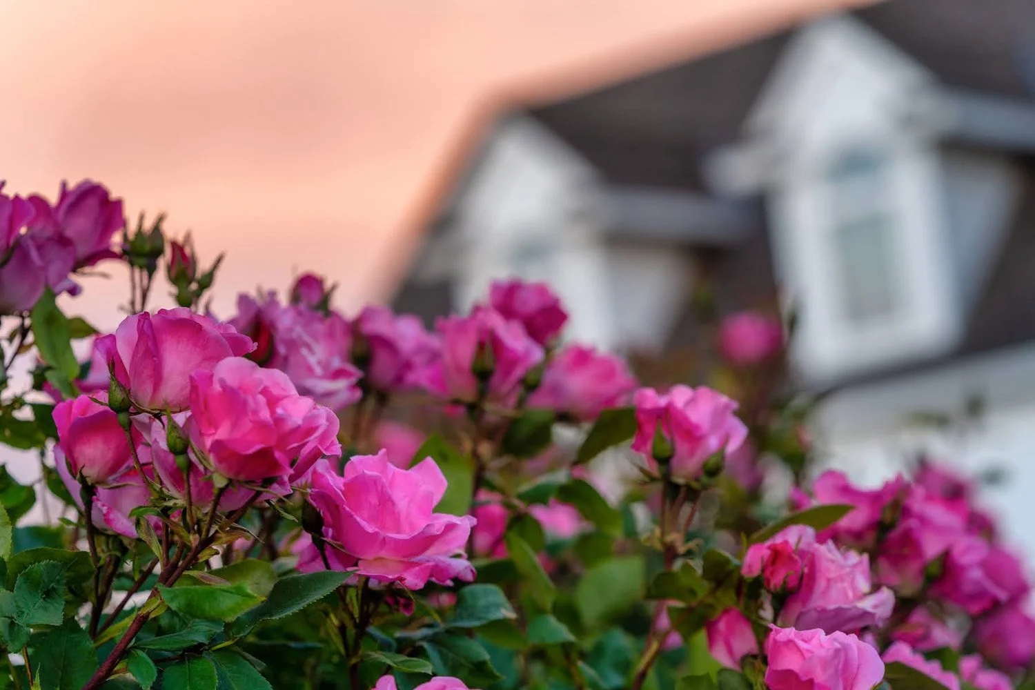 023_Garden Photography by Wasim Muklashy.jpg