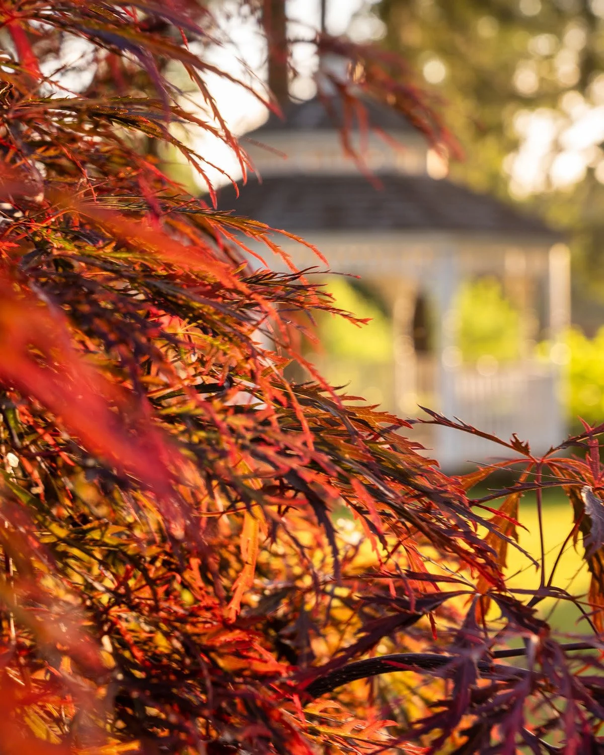 024_Garden Photography by Wasim Muklashy.jpg