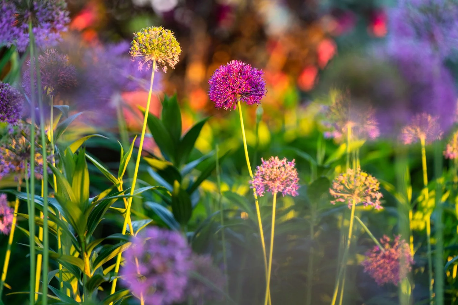 029_Garden Photography by Wasim Muklashy.jpg