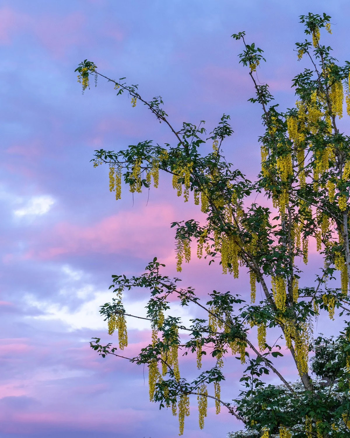 032_Garden Photography by Wasim Muklashy.jpg