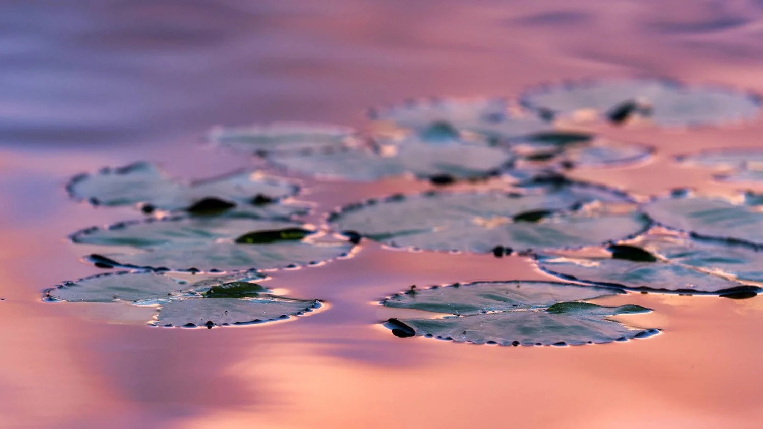 035_Garden Photography by Wasim Muklashy.jpg