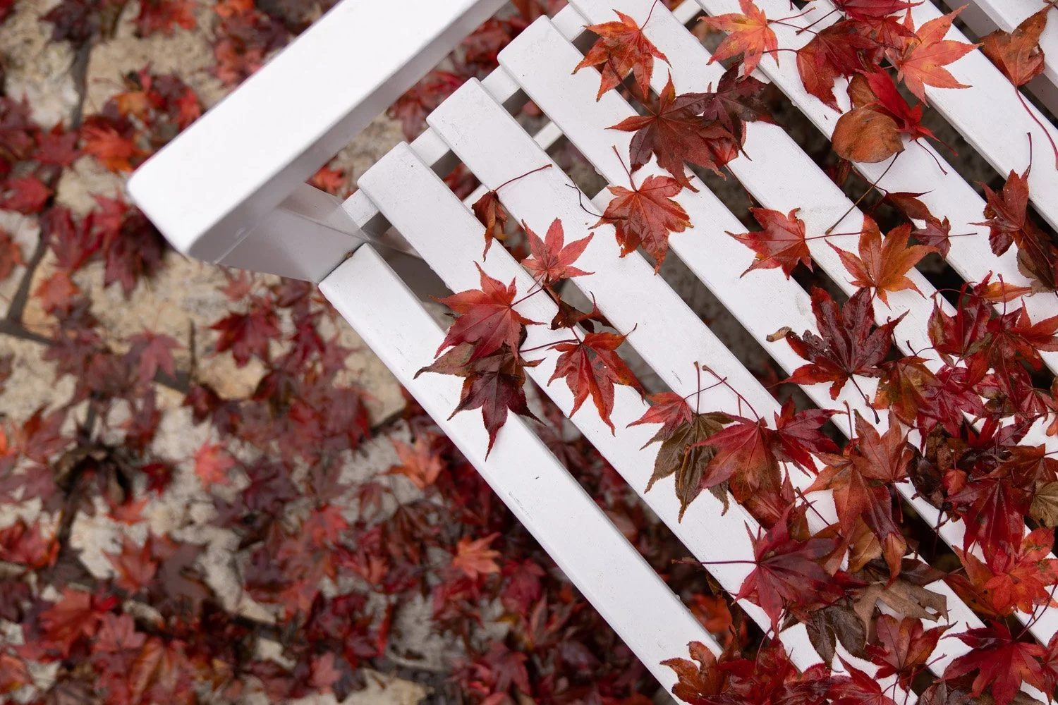 038_Garden Photography by Wasim Muklashy.jpg