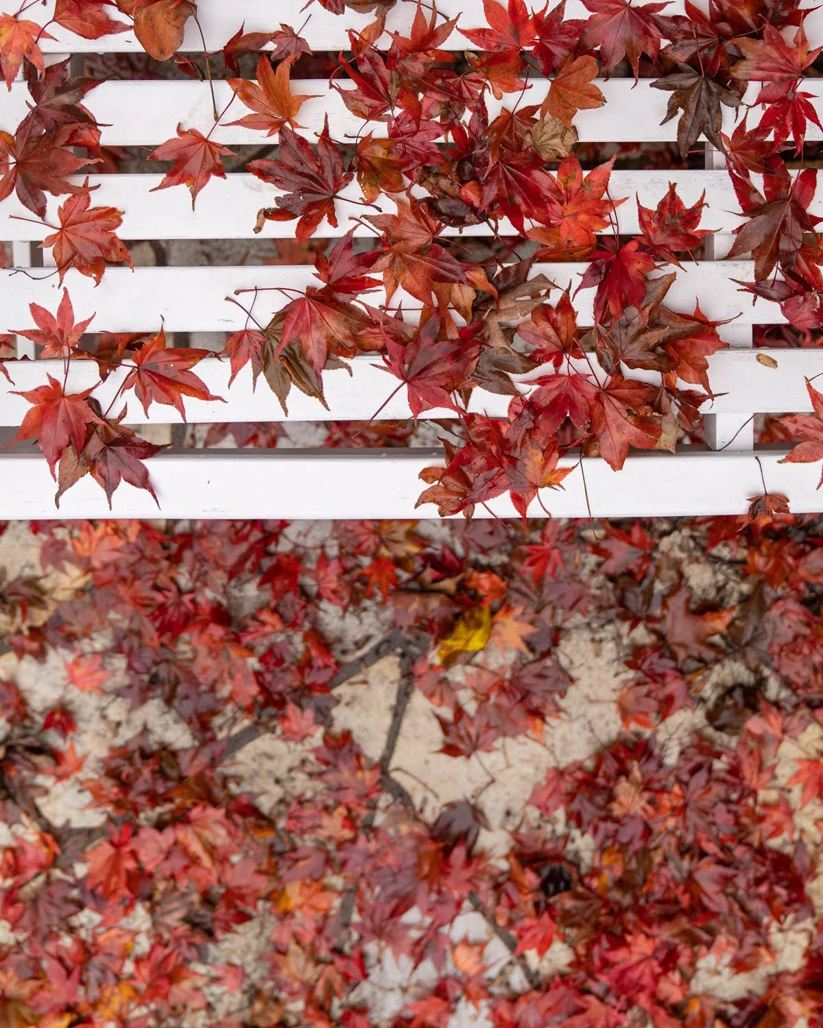 039_Garden Photography by Wasim Muklashy.jpg