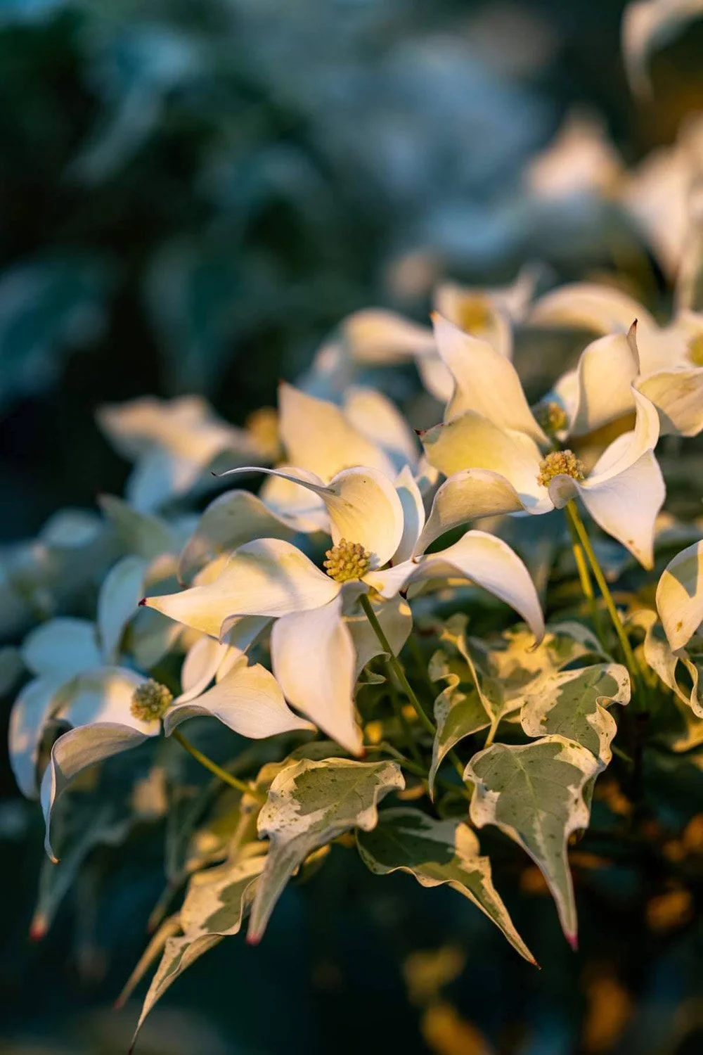 041_Garden Photography by Wasim Muklashy.jpg