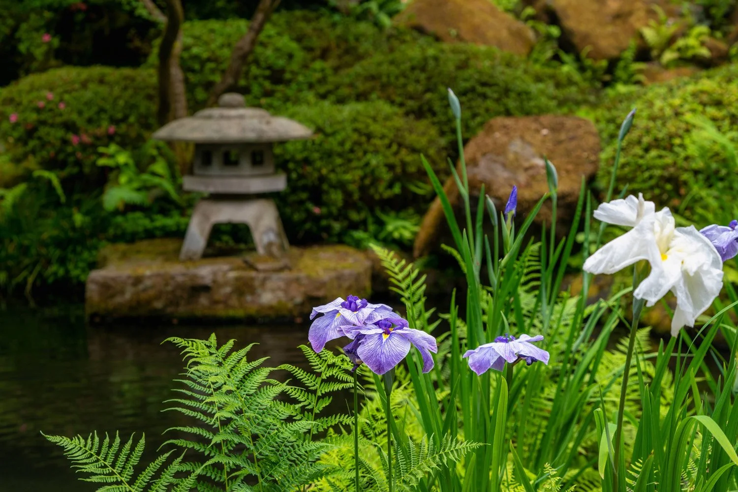 050_Garden Photography by Wasim Muklashy.jpg
