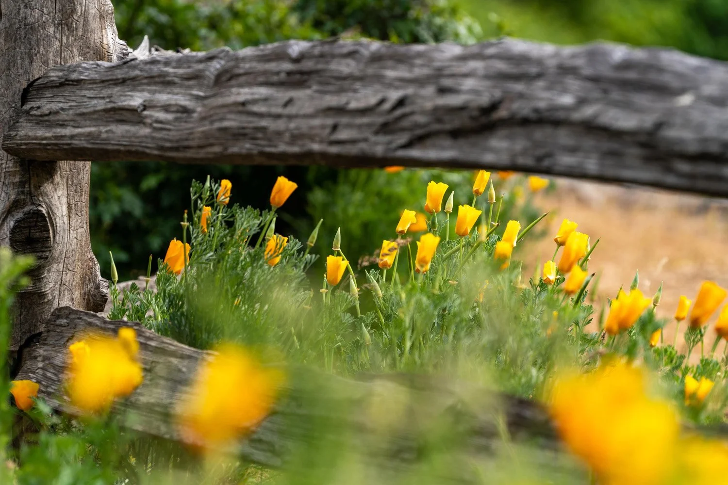 055_Garden Photography by Wasim Muklashy.jpg
