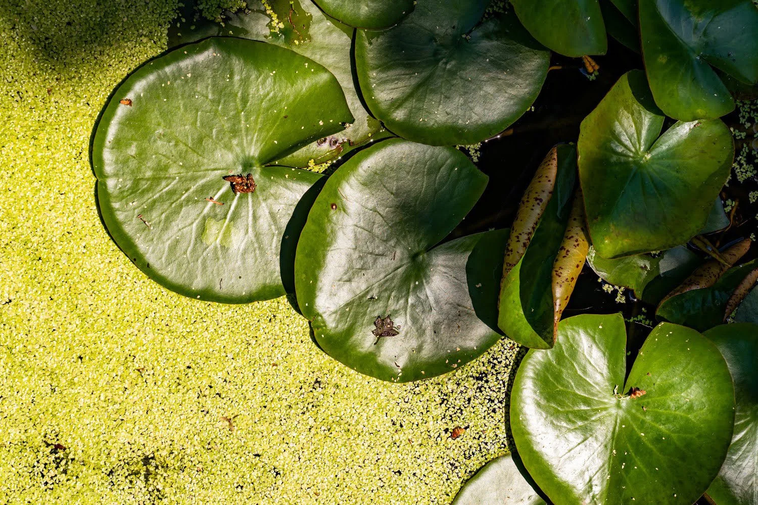 056_Garden Photography by Wasim Muklashy.jpg