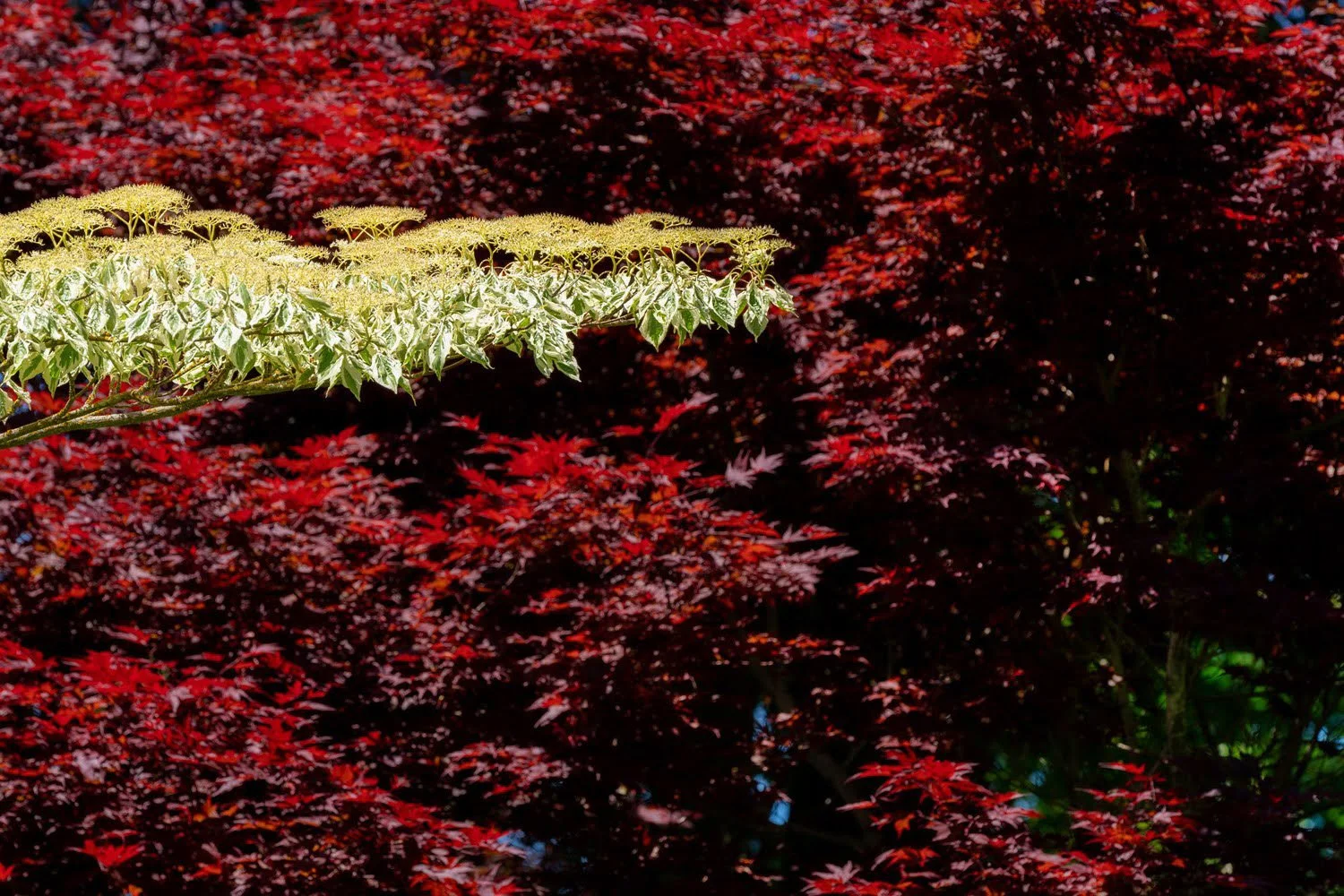 057_Garden Photography by Wasim Muklashy.jpg