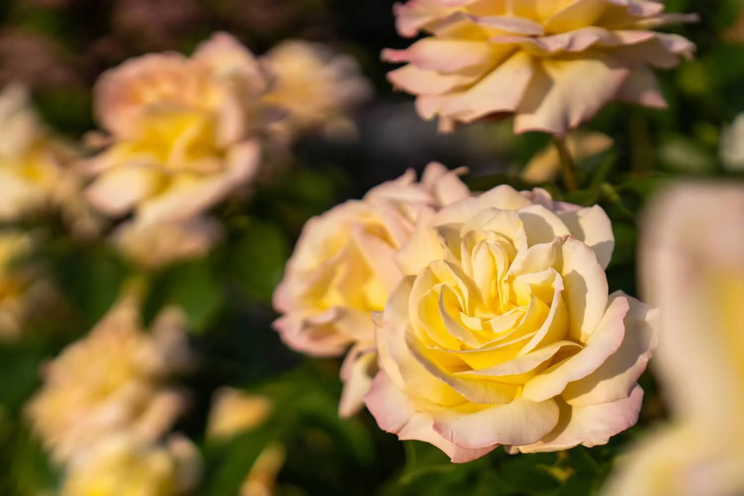 060_Garden Photography by Wasim Muklashy.jpg