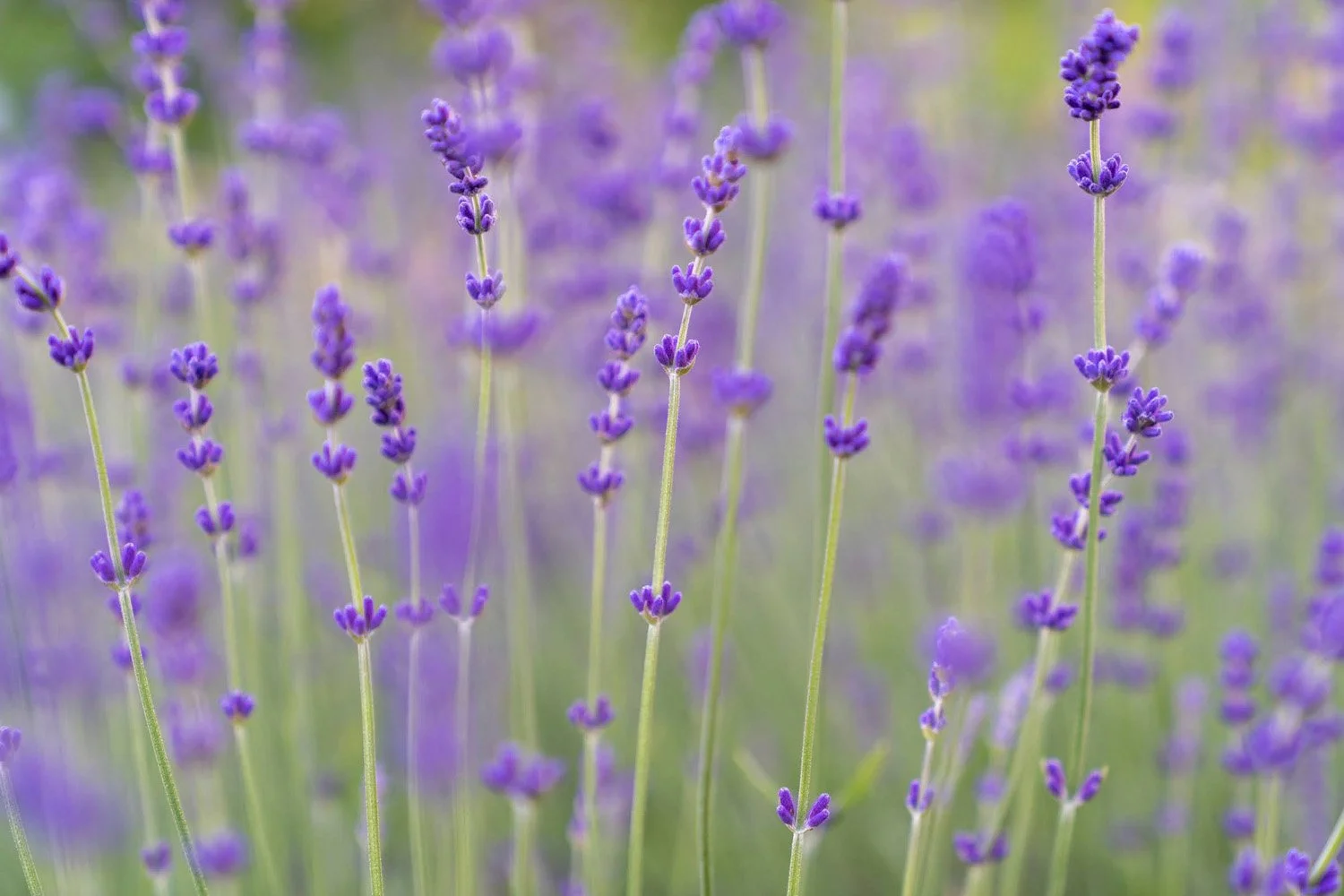 064_Garden Photography by Wasim Muklashy.jpg