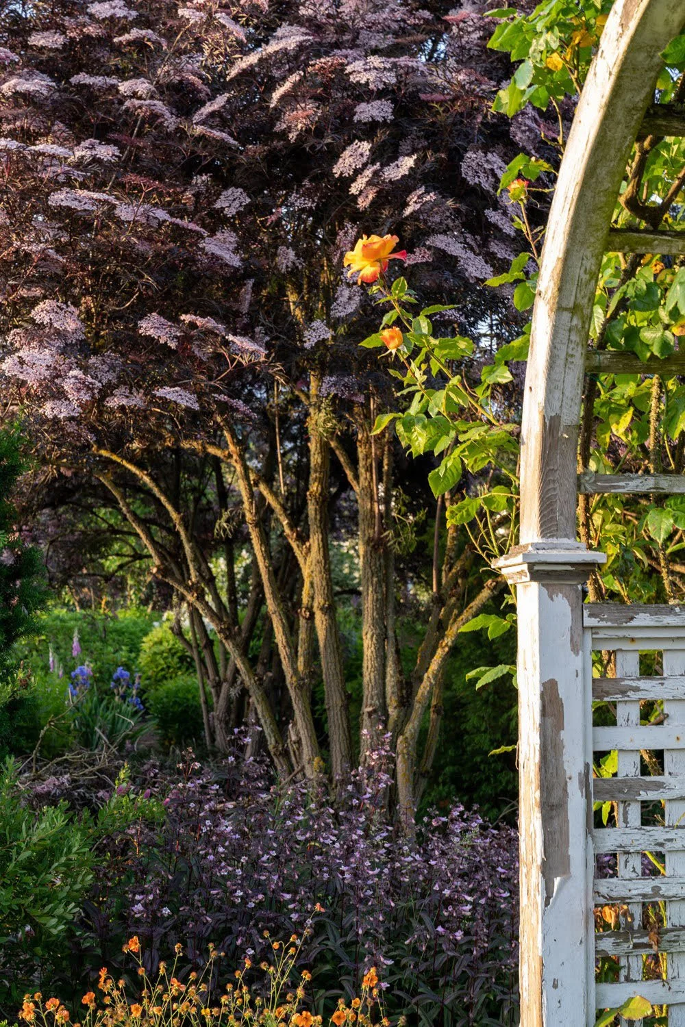 065_Garden Photography by Wasim Muklashy.jpg