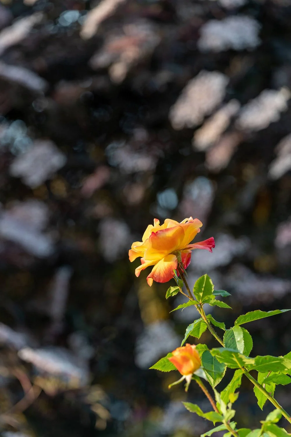 068_Garden Photography by Wasim Muklashy.jpg