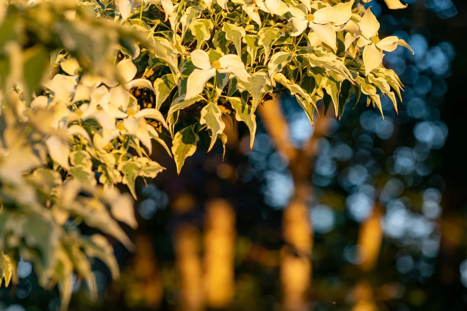 070_Garden Photography by Wasim Muklashy.jpg