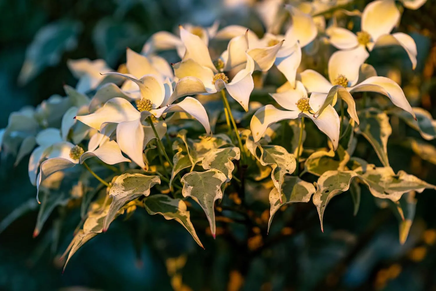 071_Garden Photography by Wasim Muklashy.jpg
