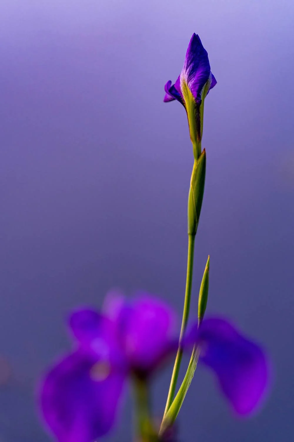 074_Garden Photography by Wasim Muklashy.jpg