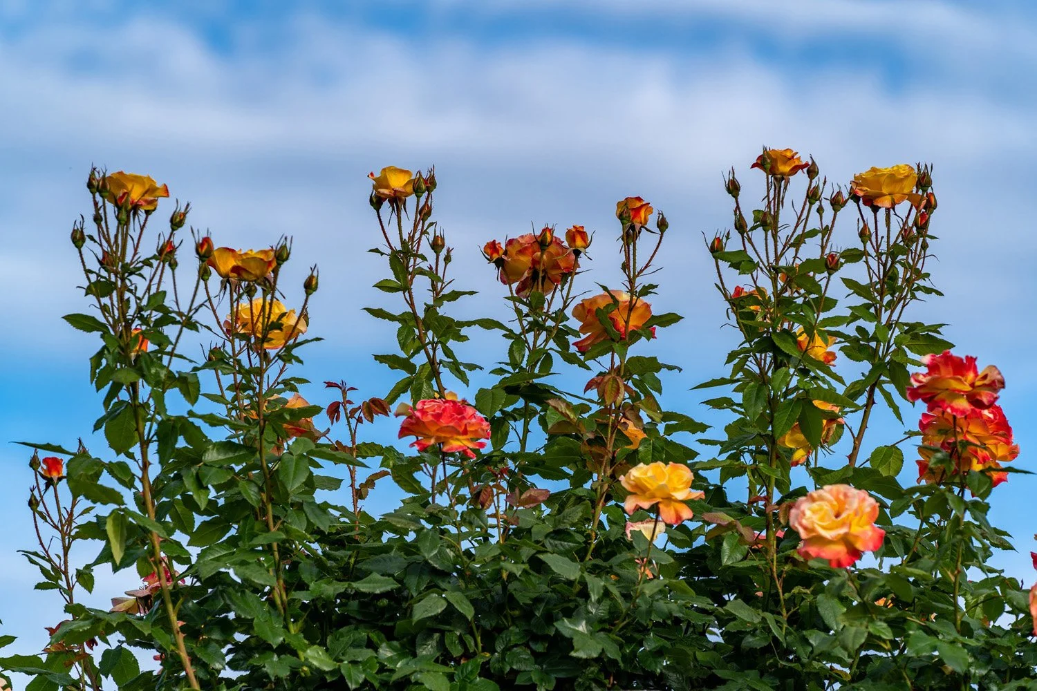 078_Garden Photography by Wasim Muklashy.jpg