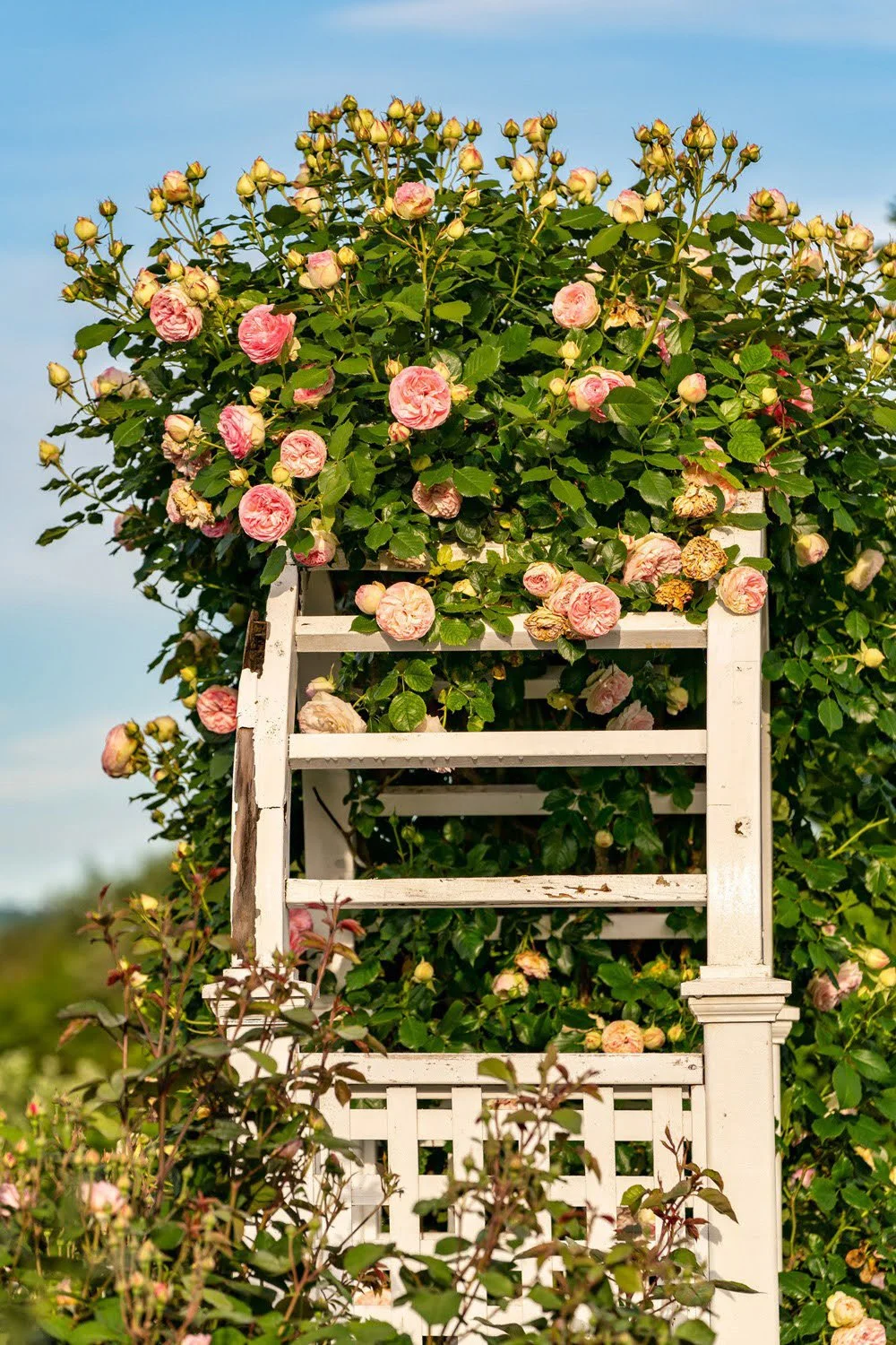 080_Garden Photography by Wasim Muklashy.jpg