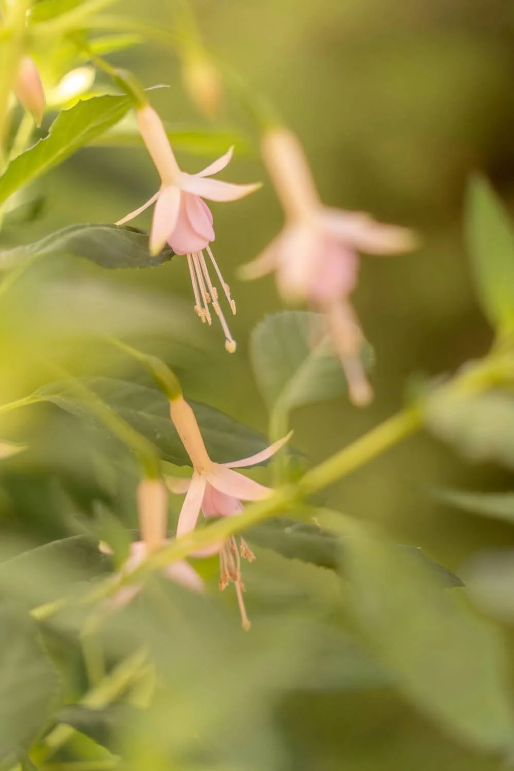 082_Garden Photography by Wasim Muklashy.jpg