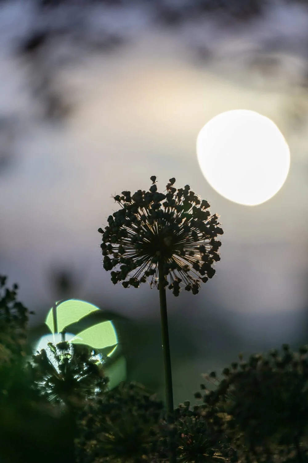 086_Garden Photography by Wasim Muklashy.jpg