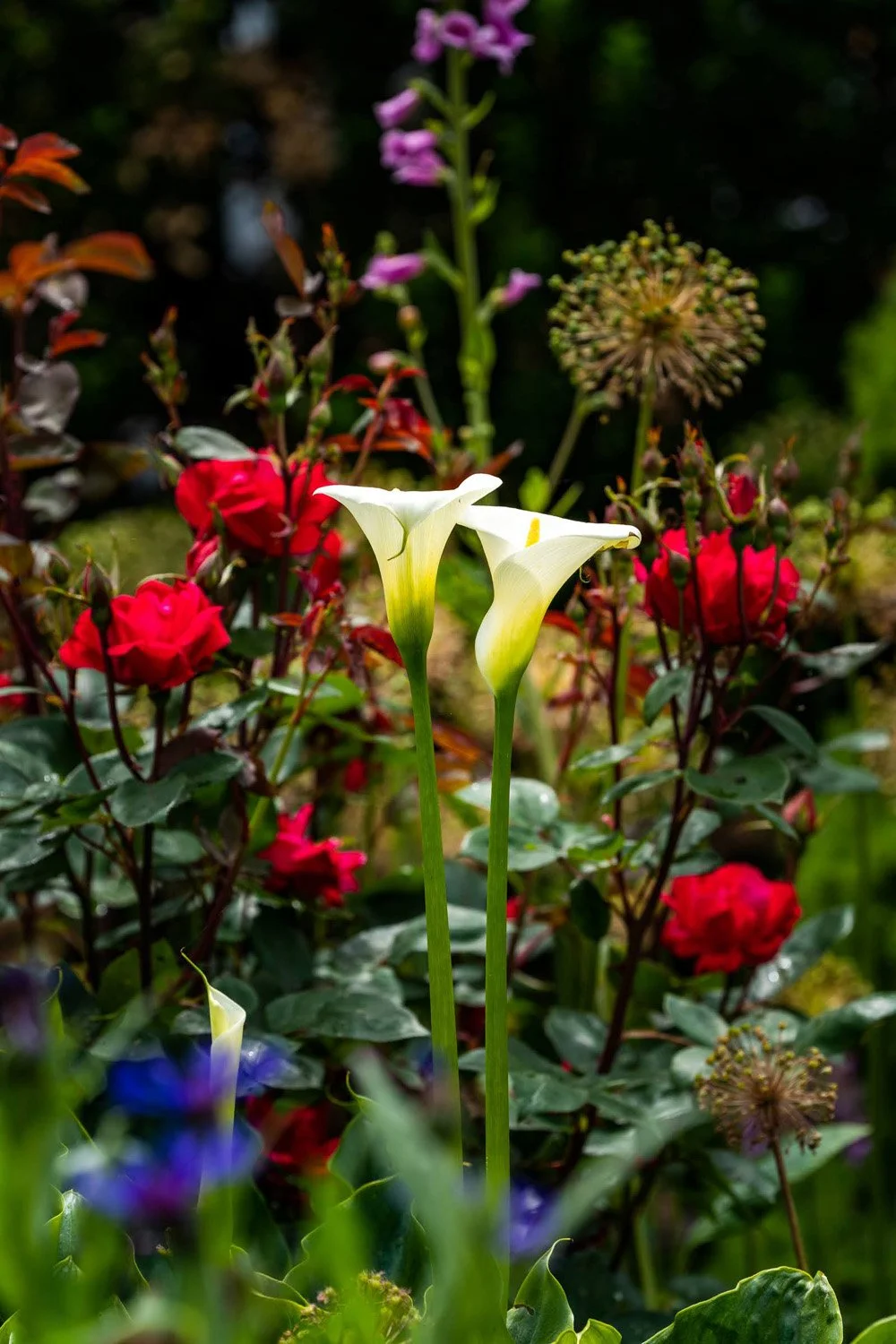 091_Garden Photography by Wasim Muklashy.jpg