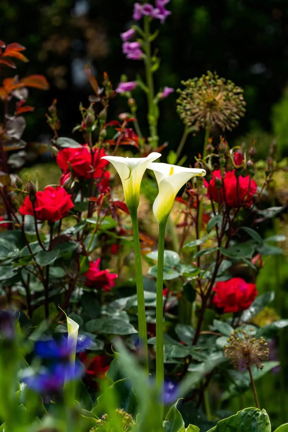 092_Garden Photography by Wasim Muklashy.jpg