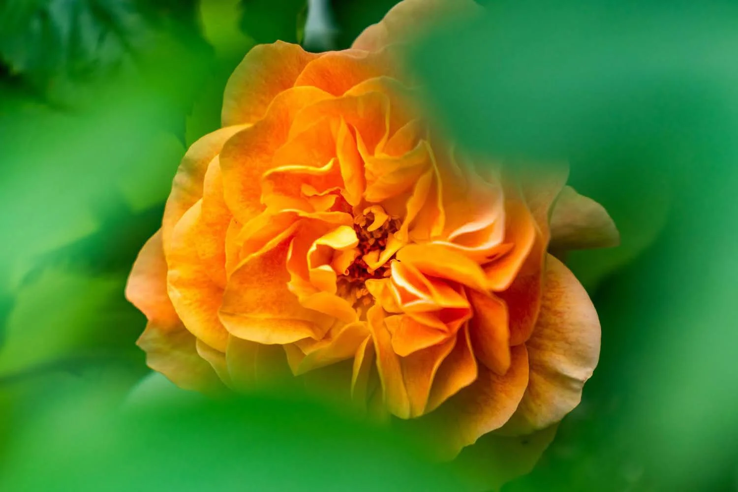 093_Garden Photography by Wasim Muklashy.jpg