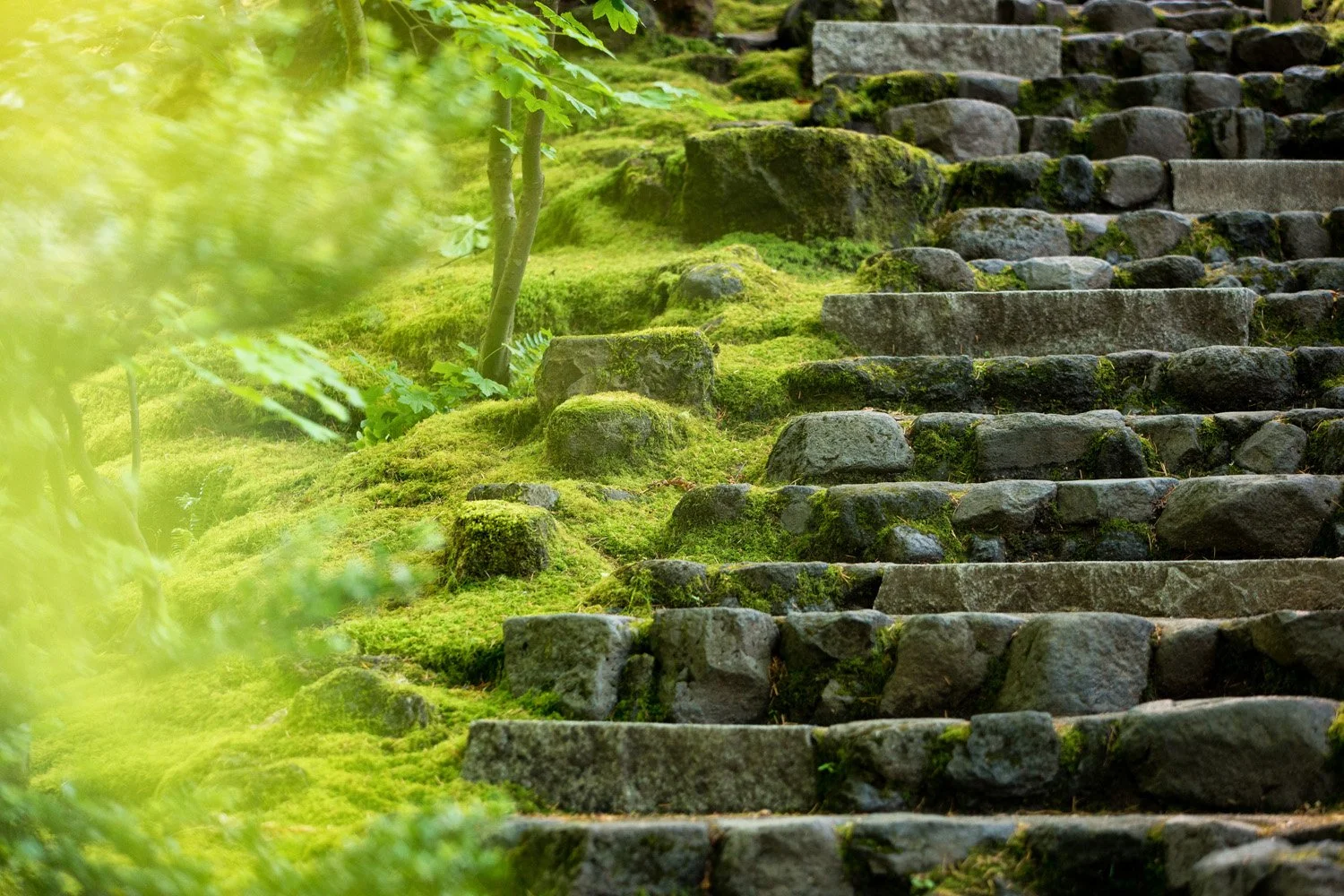099_Garden Photography by Wasim Muklashy.jpg