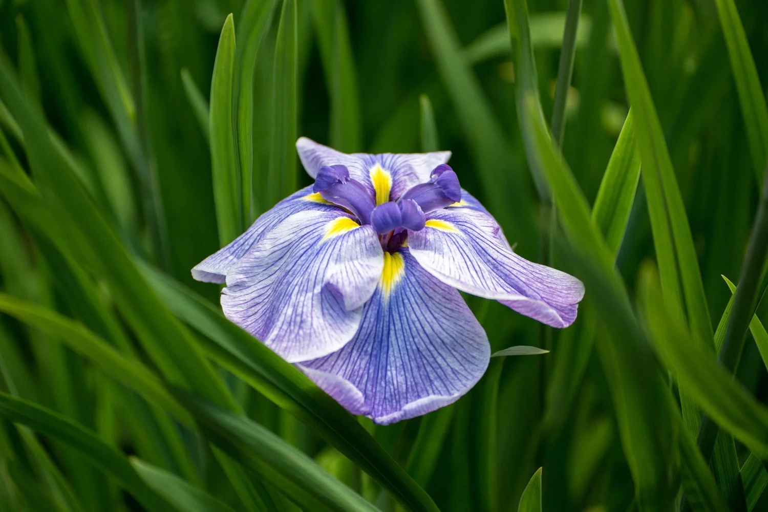 100_Garden Photography by Wasim Muklashy.jpg