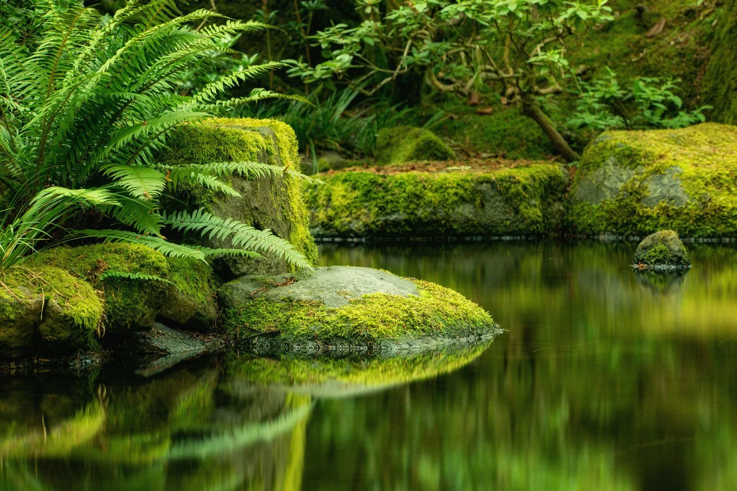 105_Garden Photography by Wasim Muklashy.jpg